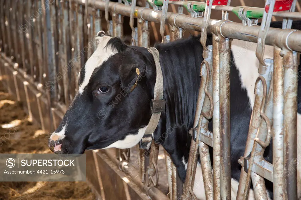 Domestic Cattle, Holstein dairy heifer, wearing neck collar with transponder, Lochmaben, Lockerbie, Dumfries and Galloway, Scotland, april