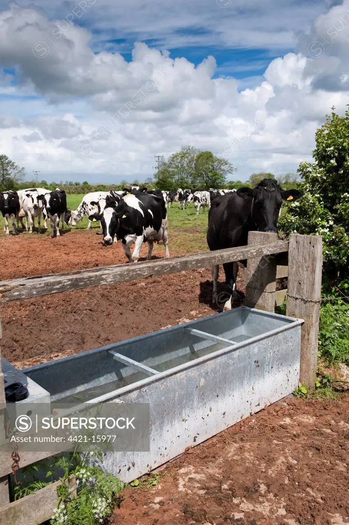 Domestic Cattle, Holstein dairy cows, herd standing on poached pasture beside water trough, England, may