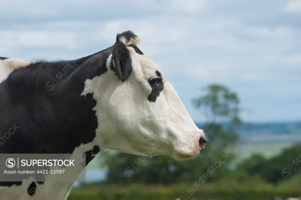 Domestic Cattle, Holstein dairy cow, close-up of head, Flintshire, North Wales, july