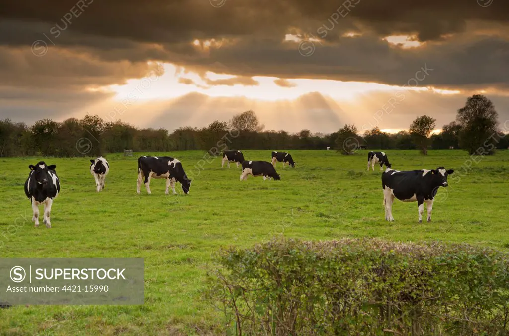 Domestic Cattle, Holstein heifers, herd grazing in pasture, with clouds and sunbeams, Mark, Somerset, England, october