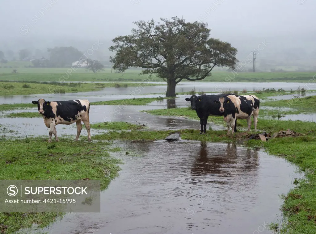 Domestic Cattle, Holstein heifers, three standing in flooded pasture, River Loud, Chipping, Lancashire, England, october