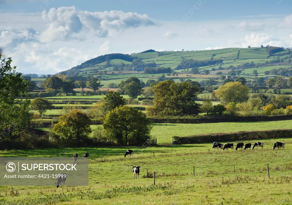 Domestic Cattle, Holstein Friesian dairy cows, herd grazing in pasture, in rural landscape, Chirbury, Bucknell, Shropshire, England, october