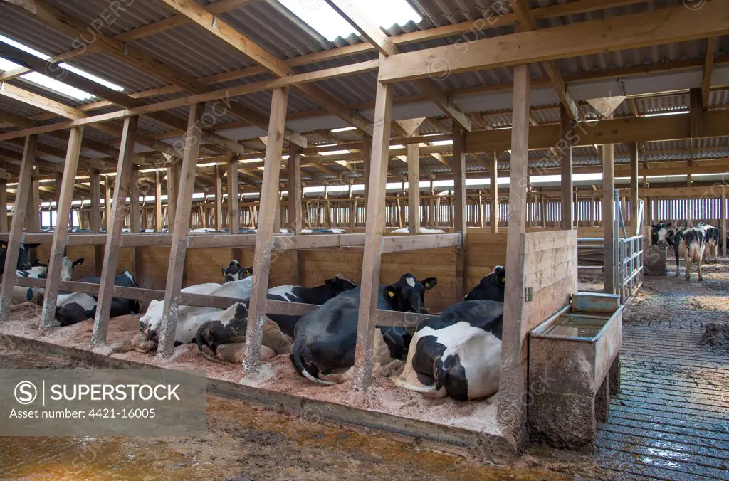 Domestic Cattle, Holstein cows, dairy herd resting in wooden cubicle house, Lancashire, England, july