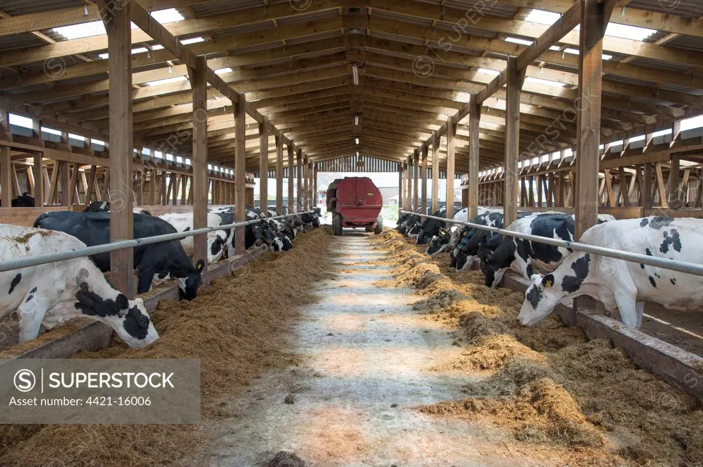 Domestic Cattle, Holstein cows, dairy herd feeding in wooden cubicle house, Lancashire, England, july