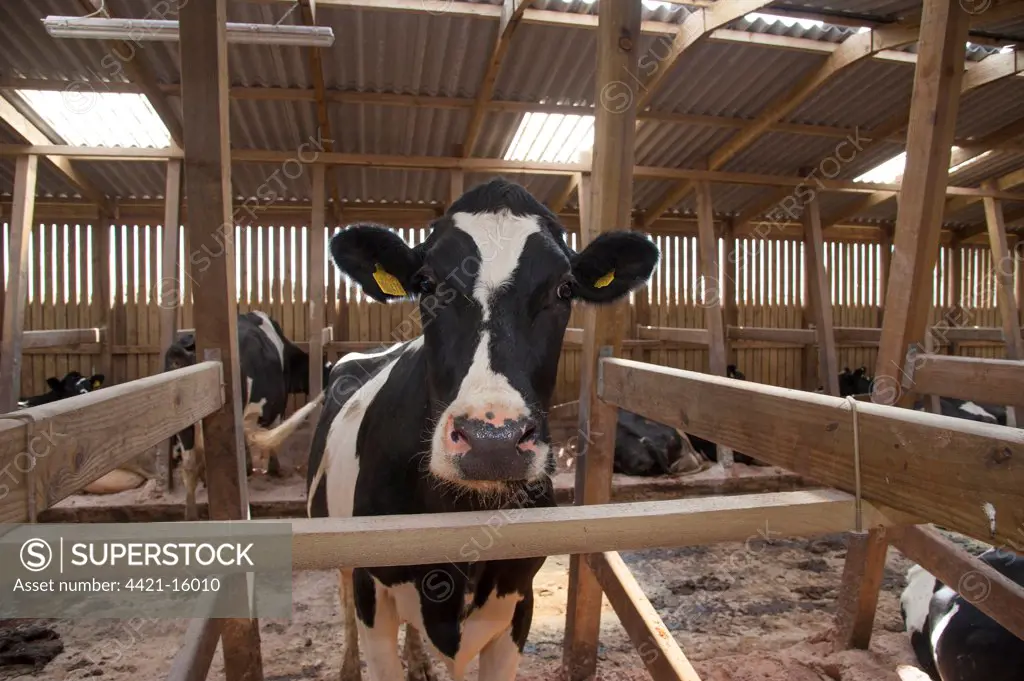 Domestic Cattle, Holstein cows, dairy herd in wooden cubicle house, Lancashire, England, july