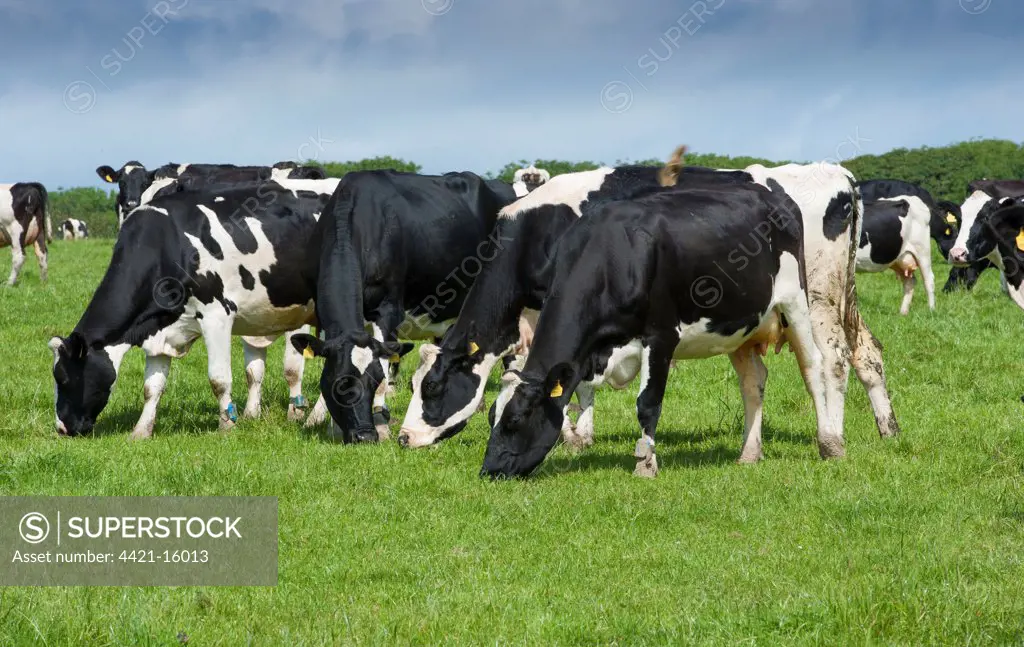 Domestic Cattle, Holstein Friesian type dairy cows, herd grazing in pasture, wearing electronic pedometers on legs, reader checks information on cows, Port Soderick, Isle of Man, August