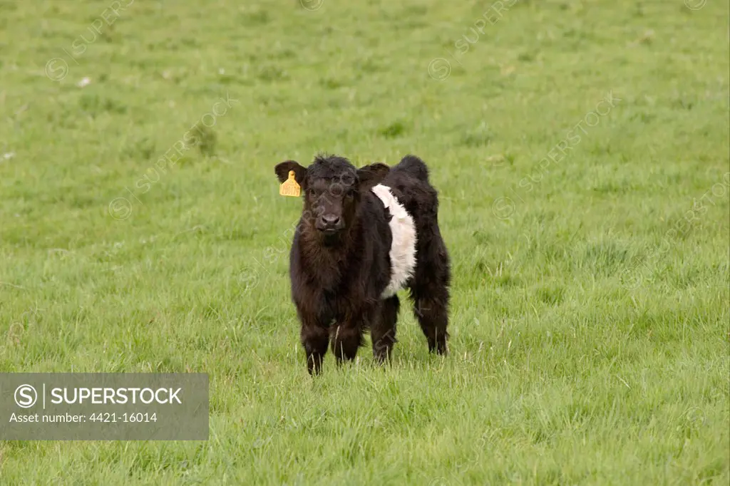 Domestic Cattle, Belted Galloway, calf, standing in pasture, Dumfries and Galloway, Scotland, spring