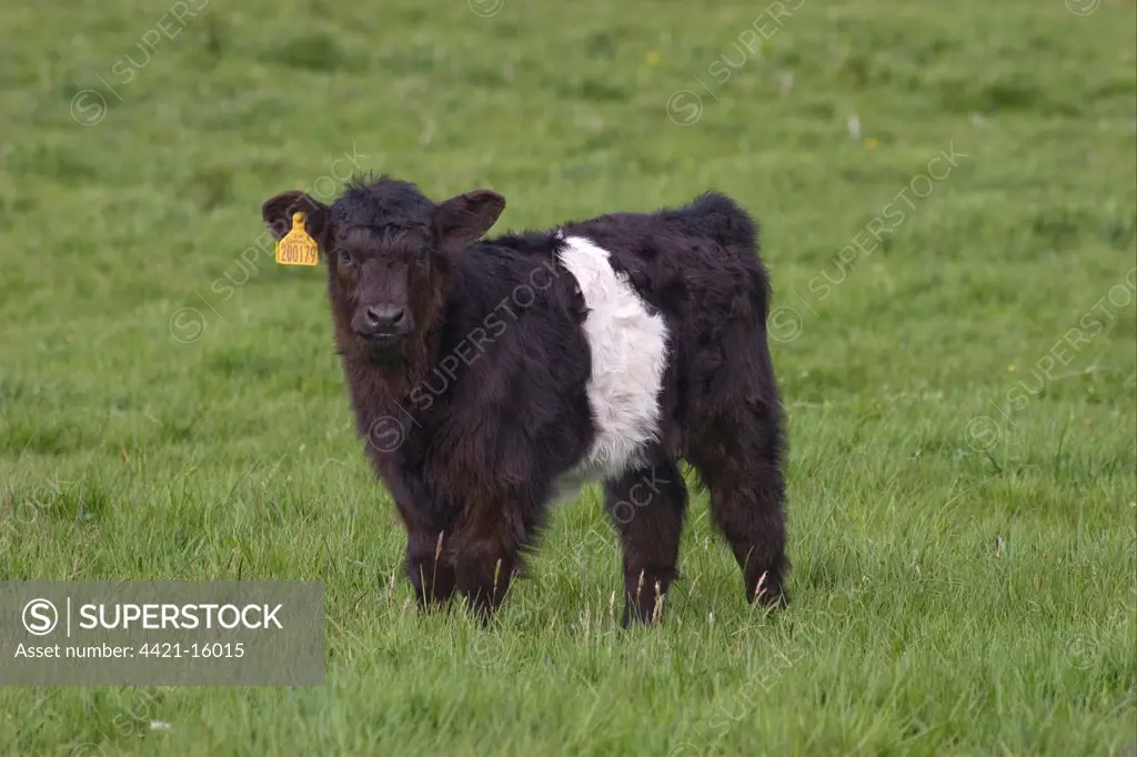 Domestic Cattle, Belted Galloway, calf, standing in pasture, Dumfries and Galloway, Scotland