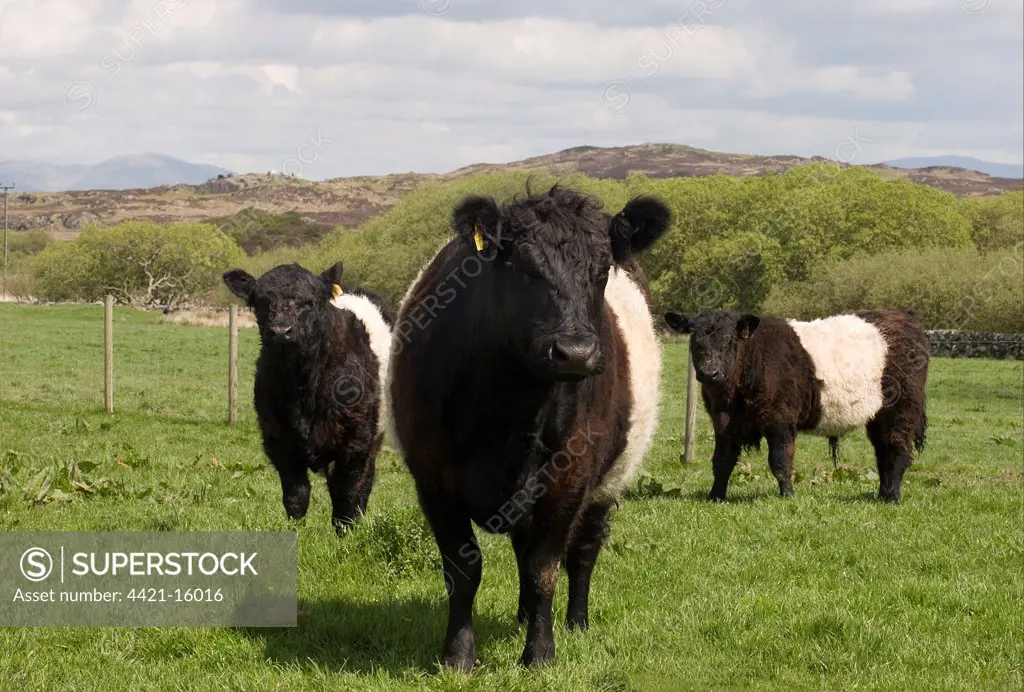 Domestic Cattle, Belted Galloway, three standing in pasture, Gargrie Moor, Dumfries and Galloway, Scotland