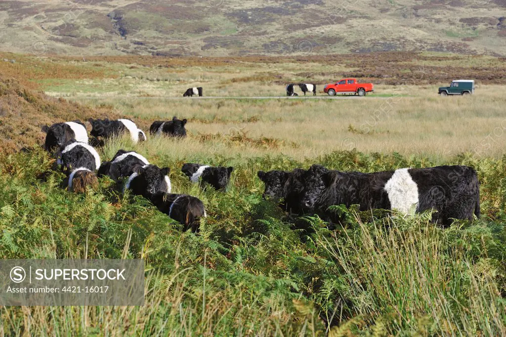 Domestic Cattle, Belted Galloway herd, standing amongst bracken on fell, with 4x4 vehicles in distance, Croasdale, Slaidburn, Forest of Bowland, Lancashire, England, october