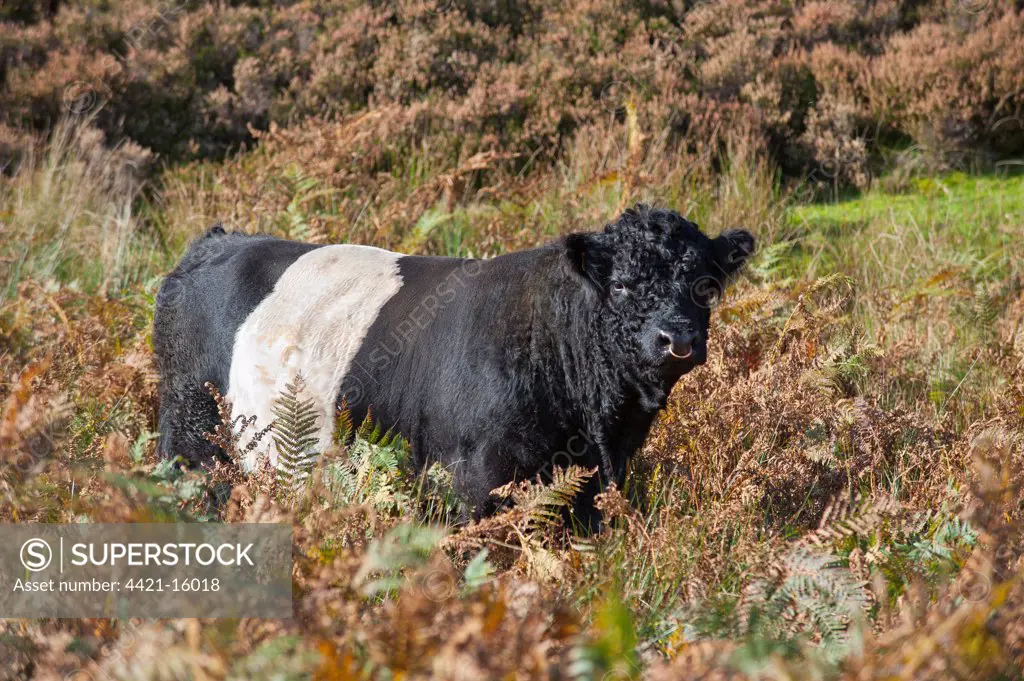 Domestic Cattle, Belted Galloway bull, standing amongst bracken on fell, Croasdale, Slaidburn, Forest of Bowland, Lancashire, England, october