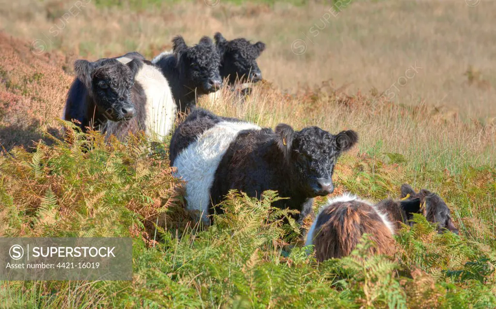 Domestic Cattle, Belted Galloway cows, standing amongst bracken on fell, Croasdale, Slaidburn, Forest of Bowland, Lancashire, England, october