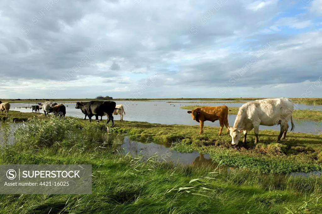 Domestic Cattle, herd, cows with calves, grazing in marshland reserve, Cley Marshes, Cley-next-the-sea, Norfolk, England