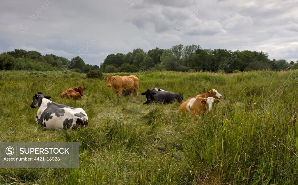 Domestic Cattle, herd, resting in valley fenland reserve, Market Weston Fen Nature Reserve, Suffolk, England