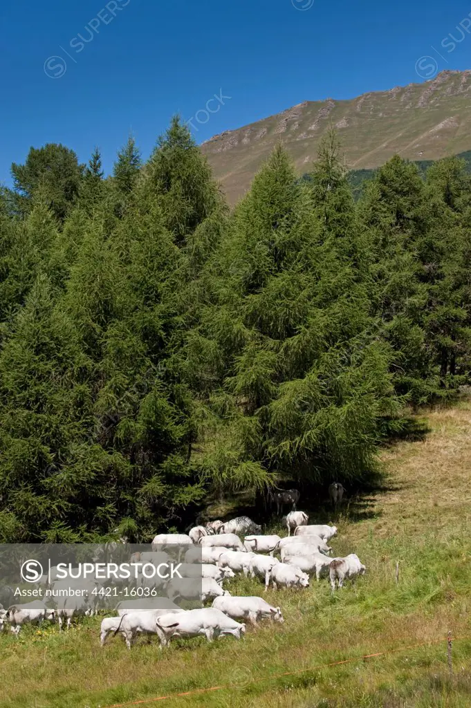 Domestic Cattle, Piemontese, herd grazing in mountain pasture, near Sestriere, Alps, Italy