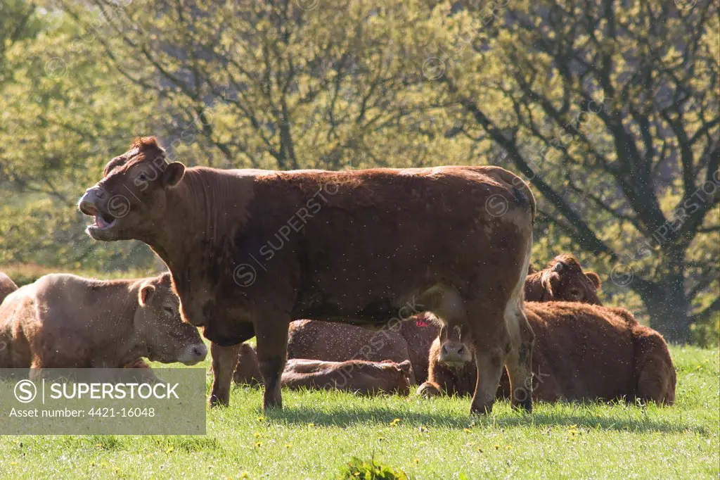 Domestic Cattle, Red Galloway, cows, mooing, surrounded by swarm of midges, Dumfries and Galloway, Scotland, spring