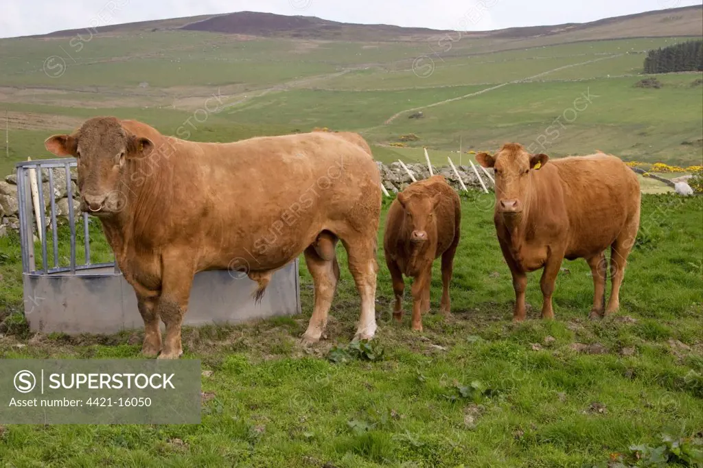 Domestic Cattle, Red Galloway, bull, cow and calf, standing beside feeder in pasture, Carsluith, Dumfries and Galloway, Scotland