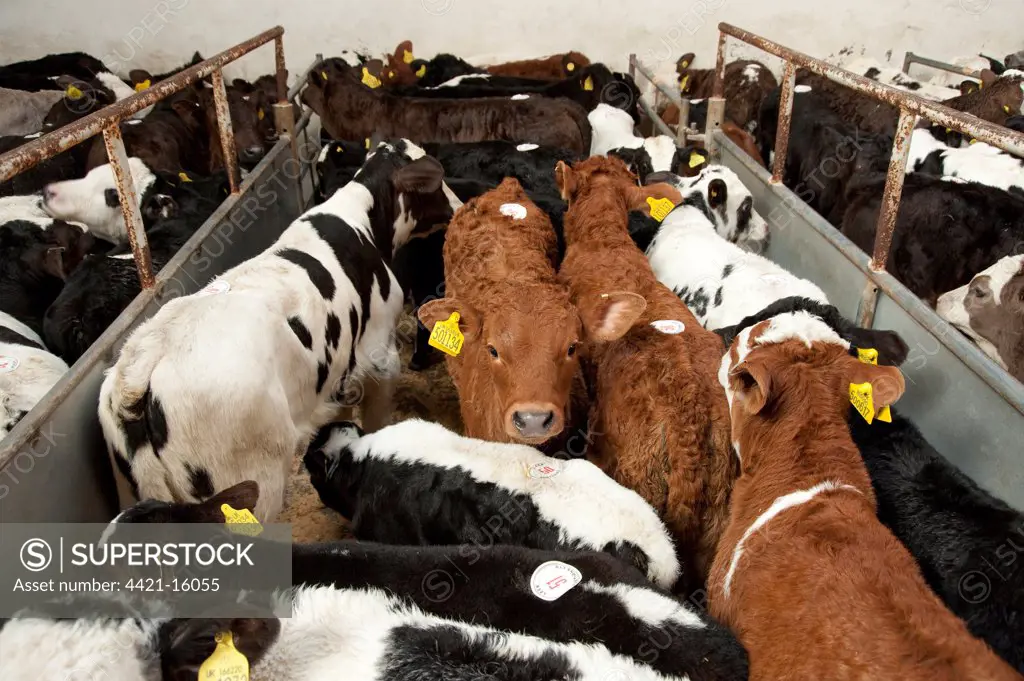 Domestic Cattle, cross-bred calves, in livestock market pen, Leek Auction Mart, Staffordshire, England