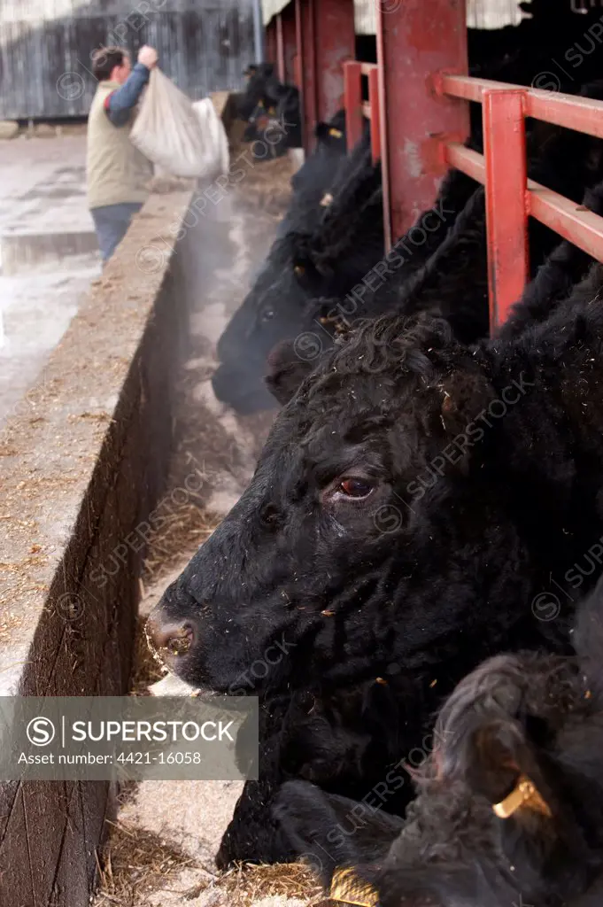 Domestic Cattle, Aberdeen Angus, herd, heads at feed trough in shed, being fed by farmer, England, winter