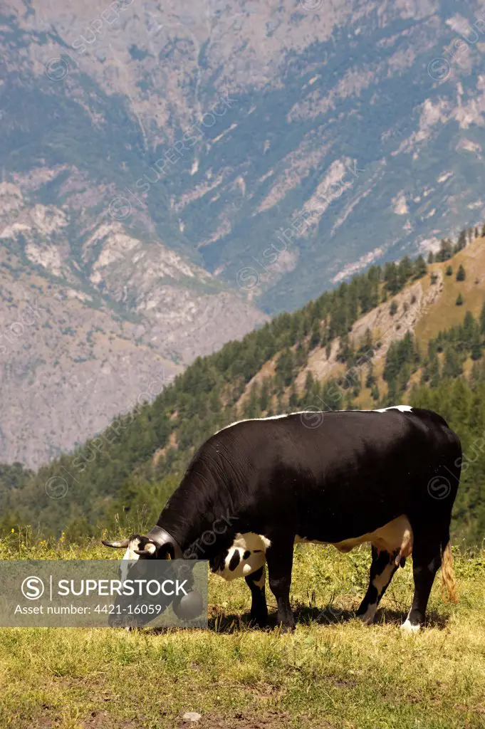 Domestic Cattle, dairy cow with bell, grazing in high alpine pasture, above Susa Valley, Piedmont, Alps, Northern Italy