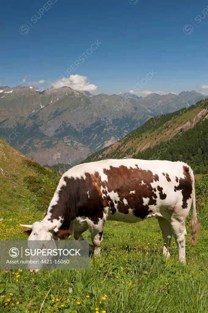 Domestic Cattle, dairy cow, grazing in high alpine pasture, above Susa Valley, Piedmont, Alps, Northern Italy