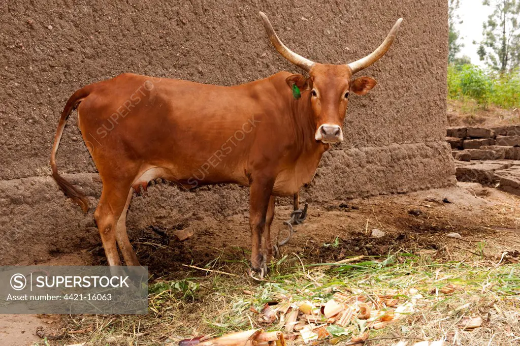 Domestic Cattle, native cow, tethered by front leg, Rwanda