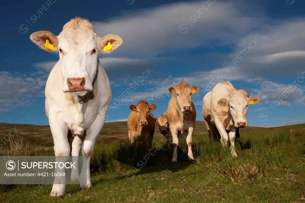 Domestic Cattle, Blonde d'Aquitaine beef heifers, with ears tags, herd standing on hill pasture, Cumbria, England, june