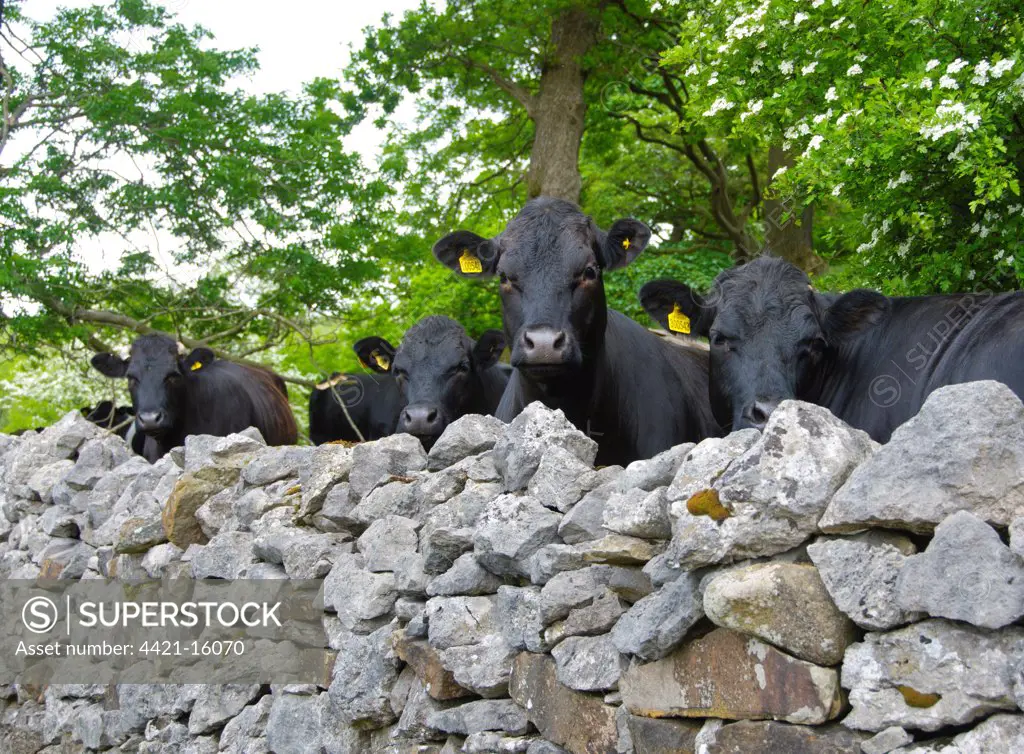 Domestic Cattle, Aberdeen Angus cross beef herd, looking over drystone wall, Whitewell, Lancashire, England, june