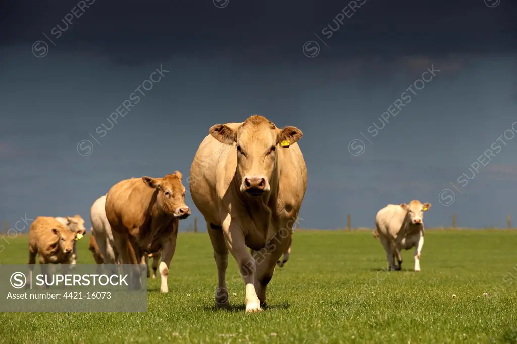 Domestic Cattle, Blonde d'Aquitaine, cows with calves, herd walking across pasture with stormclouds overhead, England, july