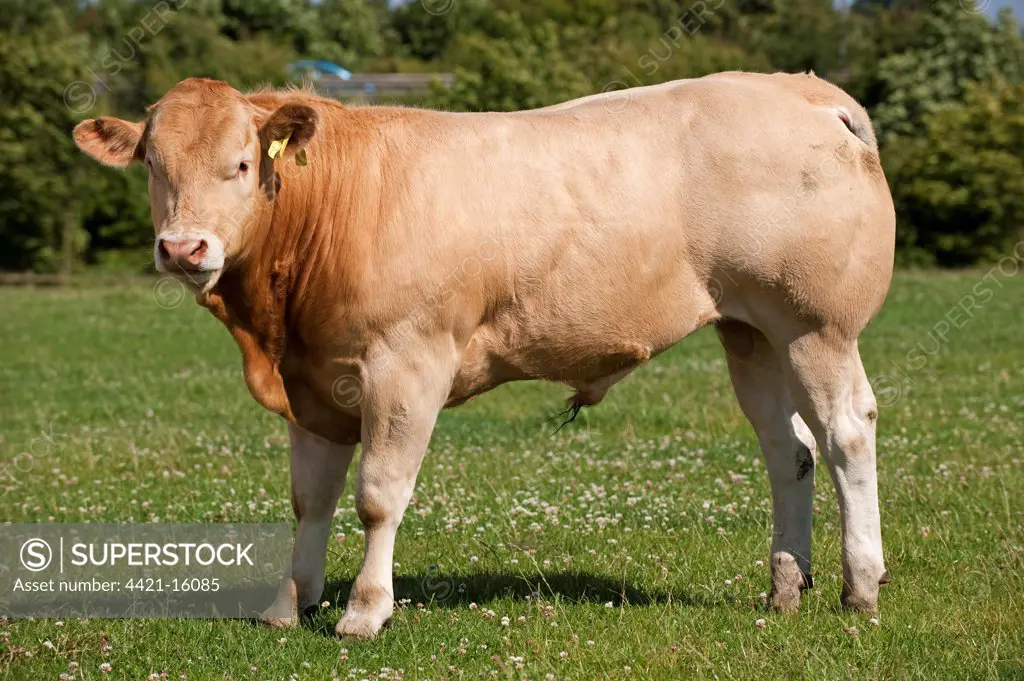 Domestic Cattle, Blonde d'Aquitaine, bull calf, standing in pasture, England, july