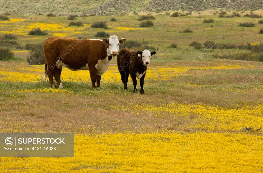 Domestic Cattle, cow with calf, standing in grassland with Goldfields (Lasthenia sp.) flowering, Carrizo Plain, California, U.S.A.