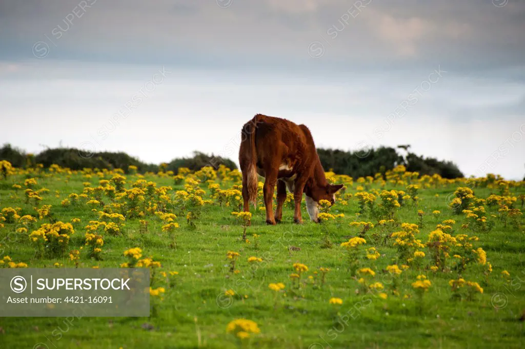 Domestic Cattle, beef crossbreed, grazing in coastal pasture with flowering ragwort, Anglesey, Wales, august