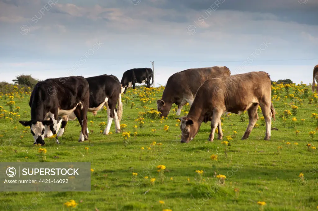 Domestic Cattle, beef herd, grazing in coastal pasture with flowering ragwort, Anglesey, Wales, august