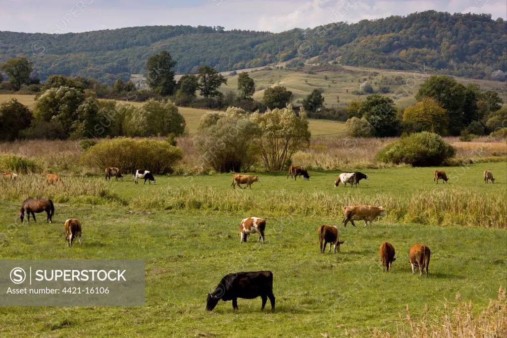 Domestic Cattle, communal herd, grazing in pasture, near Saxon village of Viscri, Transylvania, Romania, october