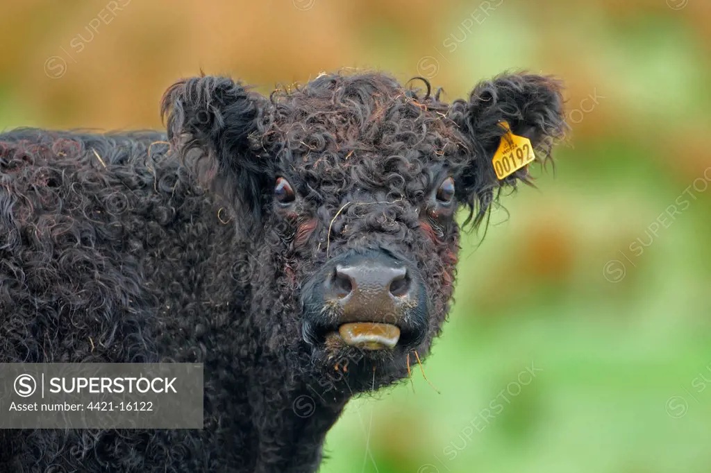 Domestic Cattle, Galloway calf, with tongue out, close-up of head, New Luce, Dumfries and Galloway, Scotland, may
