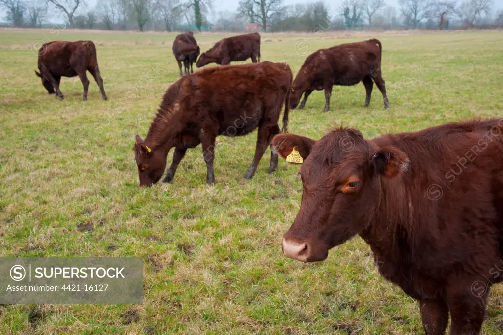 Domestic Cattle, Red Poll heifers, grazing in pasture, near Chester, Cheshire, England, march