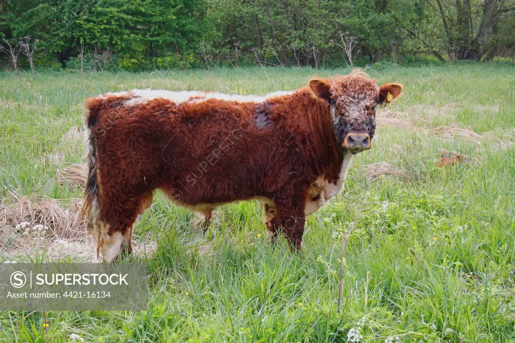 Domestic Cattle, Galloway bull, standing in watermeadow pasture, guarding calf resting in long grass, River Rattlesden, Stowmarket, Suffolk, England, april