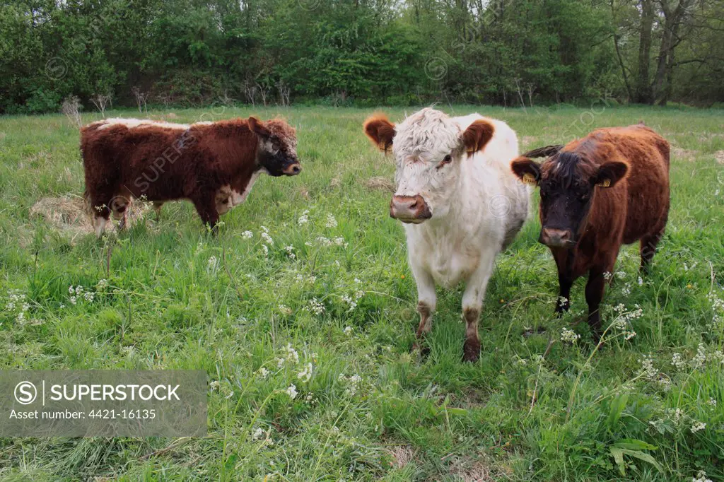 Domestic Cattle, Galloway bull, cow and heifer, standing in watermeadow pasture, River Rattlesden, Stowmarket, Suffolk, England, april