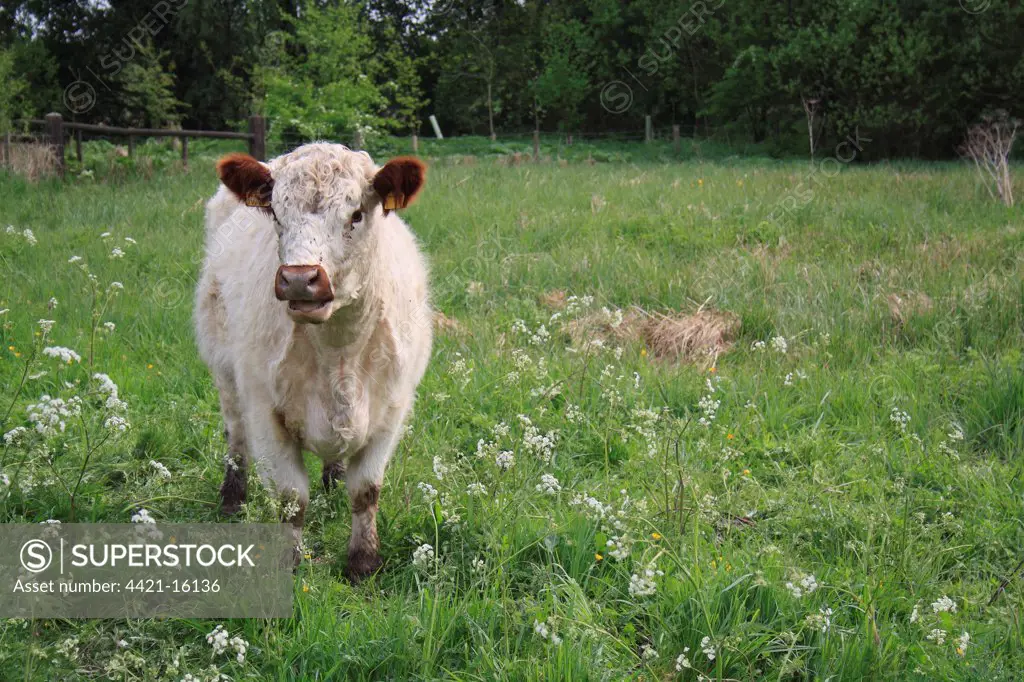 Domestic Cattle, Galloway cow, standing in watermeadow pasture, River Rattlesden, Stowmarket, Suffolk, England, april