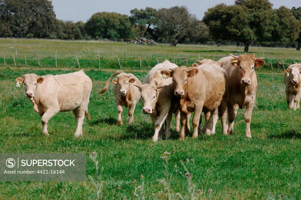 Domestic Cattle, Limousin crossbreed heifers, herd in pasture, Baracina, Portalegre District, Alentejo, Portugal, april