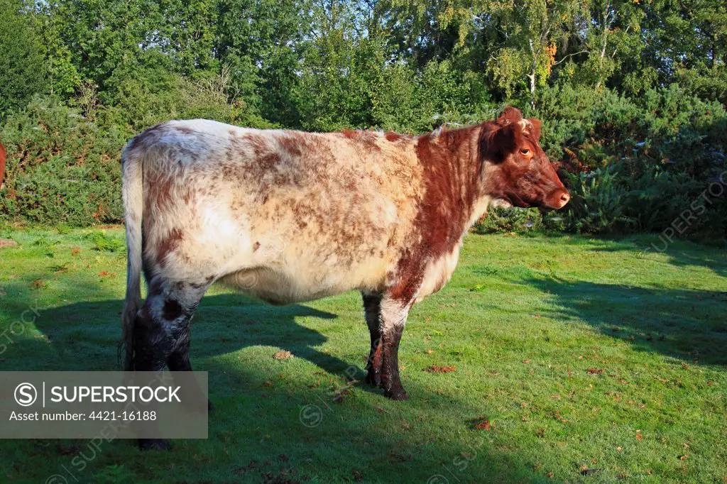 Domestic Cattle, Beef Shorthorn, roan bullock, standing in valley fen reserve, Market Weston Fen, Market Weston, Little Ouse Valley, Suffolk, England, september
