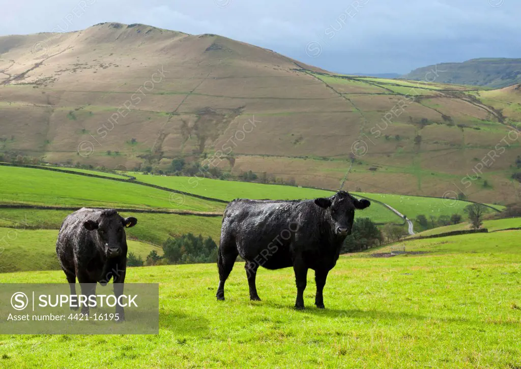 Domestic Cattle, Aberdeen Angus x Limousin suckler cows, two standing in pasture, Hayfield, High Peak, Peak District N.P., Derbyshire, England, october