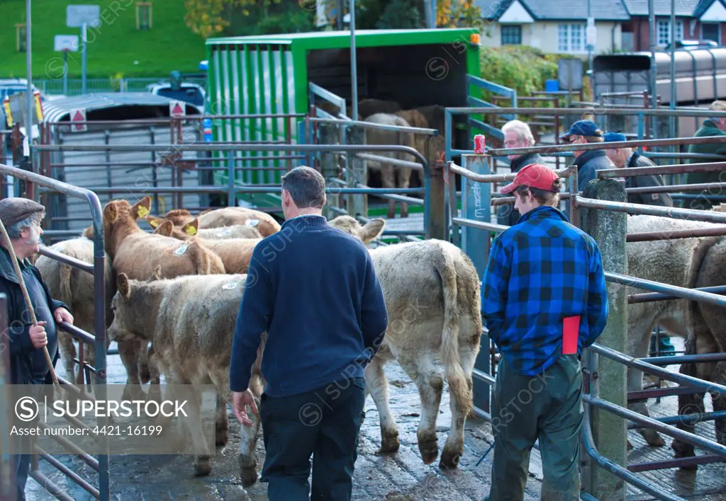 Domestic Cattle, young beef store cattle, mixed breeds being loaded onto trailers by farmers and market workers at livestock market, Knighton Livestock Market, Powys, Wales, october