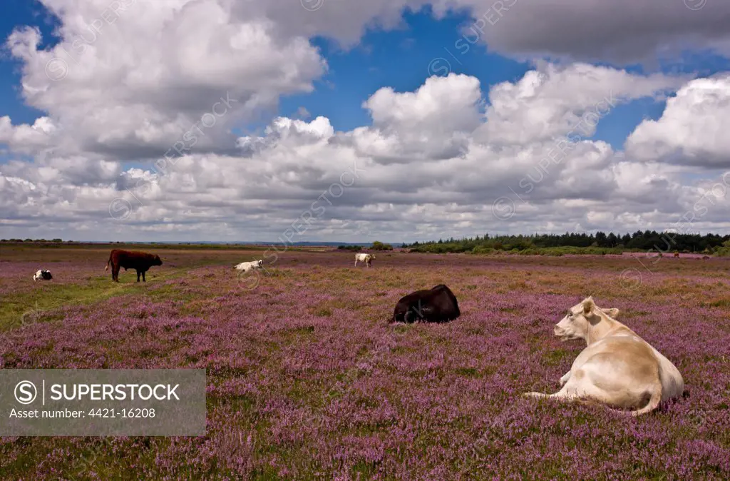 Domestic Cattle, herd grazing and resting on heathland habitat, near Linwood, New Forest, Hampshire, England, august