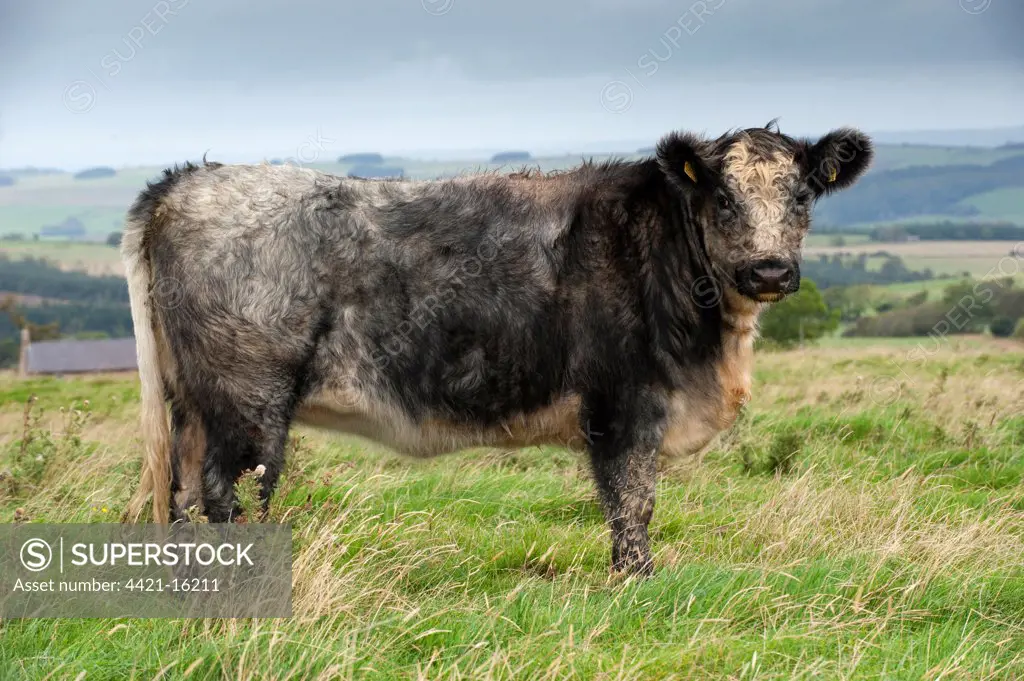 Domestic Cattle, Galloway x Whitebred Shorthorn blue-grey heifer, standing in upland pasture, England, october