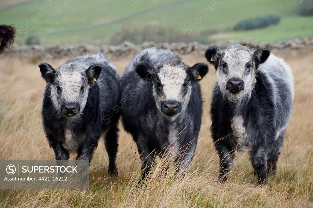 Domestic Cattle, Galloway x Whitebred Shorthorn blue-grey calves, standing in upland pasture, England, october
