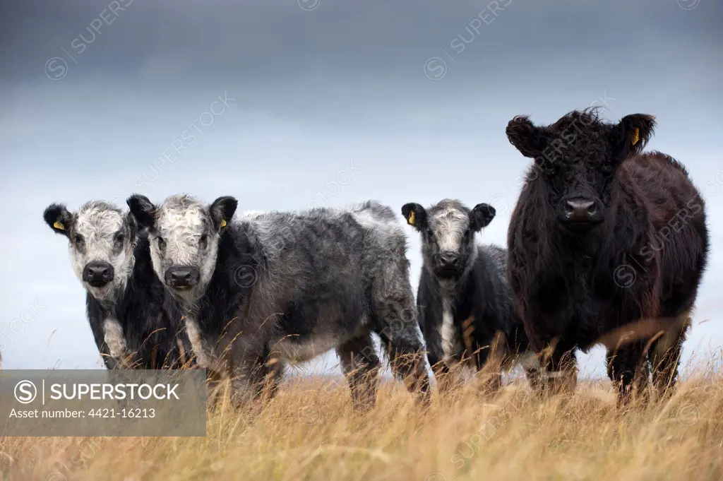 Domestic Cattle, Galloway cow with Galloway x Whitebred Shorthorn blue-grey calves, standing in upland pasture, England, october