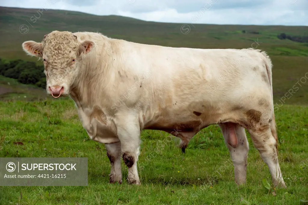 Domestic Cattle, Whitebred Shorthorn bull, standing in upland pasture, England, july