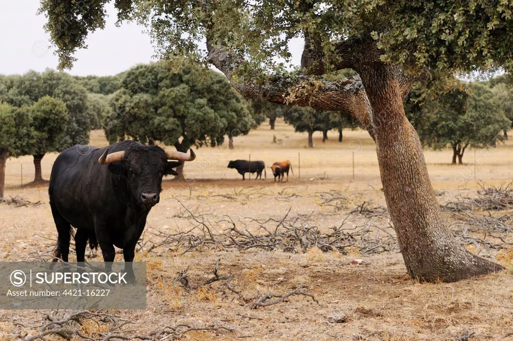 Domestic Cattle, Spanish Fighting Bull, bulls, standing in dehesa habitat, Salamanca, Castile and Leon, Spain, september