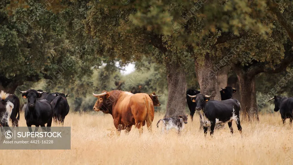 Domestic Cattle, Spanish Fighting Bull, bull, cows and calf, traditional low density herd, standing in dehesa habitat, Salamanca, Castile and Leon, Spain, september